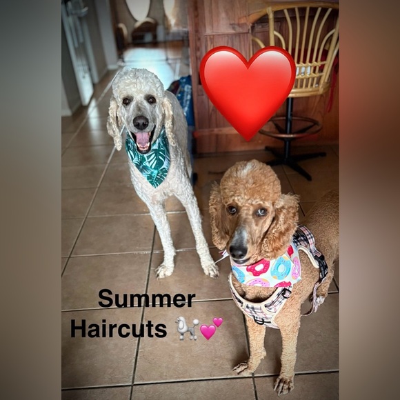 Meet Buddy and Annie❤️❤️❤️ - Picture 1 of 2